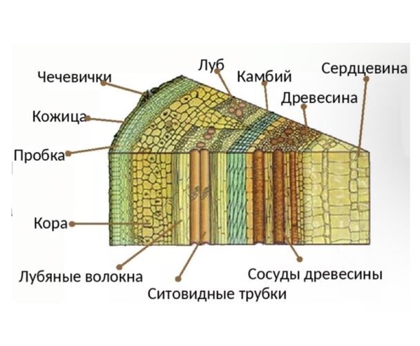 МОЖНО НЕ ЧИТАТЬ КАРТИНКУ короче, тут только камбий и ситовидные трубки живые, сердцевина вообще может даже воду уже не проводить. ну, вы поняли принцип