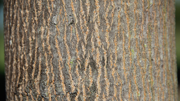 ну и теперь вы знаете, откуда эти трещины - ствол вырос с тех пор, как отложился самый ранний, внешний слой коры