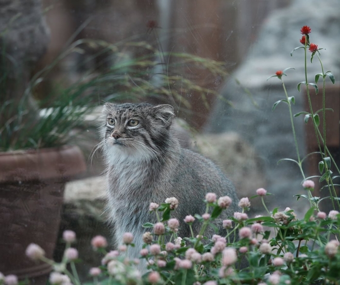 Цветочная девочка