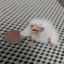 NewCrazerBirdy