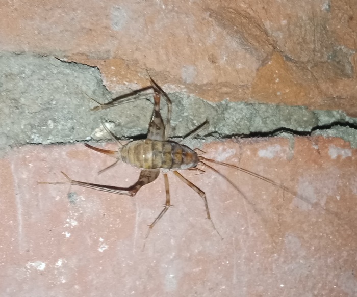 При обследовании подвала бассейна увидел такое ....есть предположения?