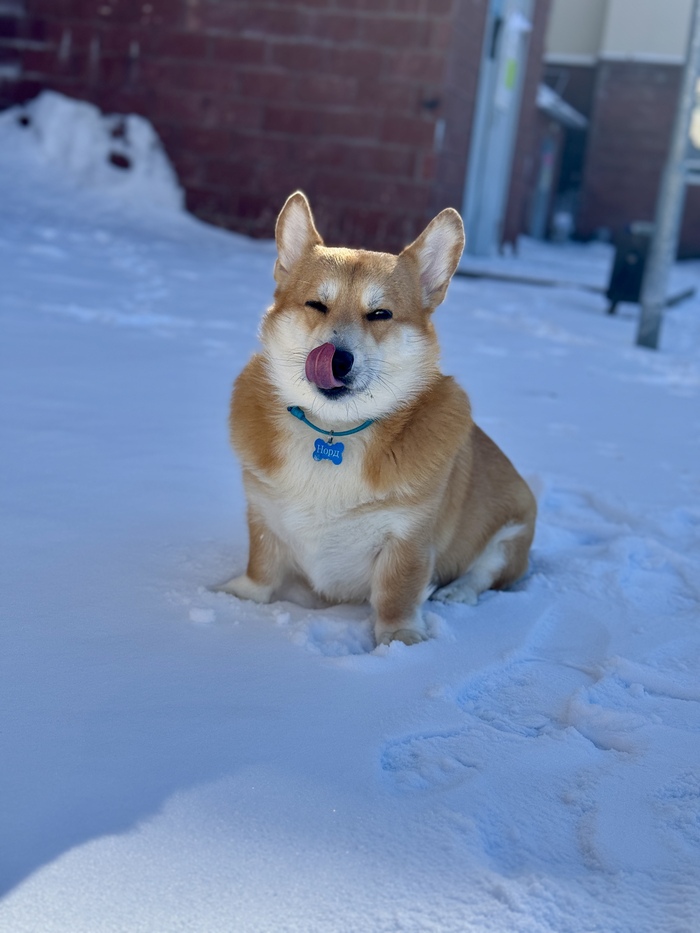 Ловит запахи солнечного заполярного ветра.