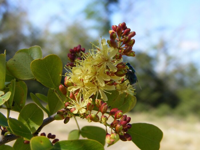   .    <!--noindex--><a href="https://pikabu.ru/story/kampeshevoe_derevo_13407228?u=http%3A%2F%2Fpic2.club&t=pic2.club&h=834302055a75bb12b19de8bf5b5e77f8f9cb8253" title="http://pic2.club" target="_blank" rel="nofollow noopener">pic2.club</a><!--/noindex-->.