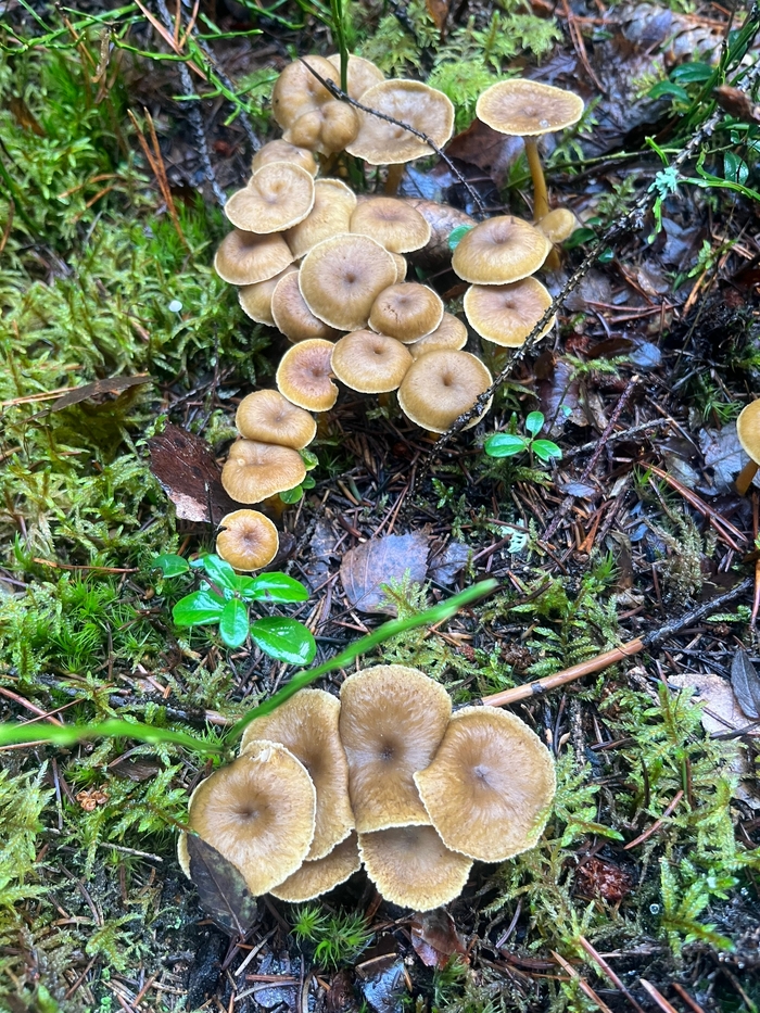 Лисички трубчатые. Фото Л. Завалкиной.