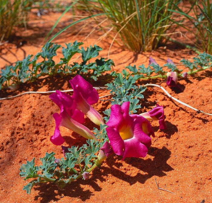   .    <!--noindex--><a href="https://pikabu.ru/story/lekarstvennyie_kogot_dyavola_13424496?u=http%3A%2F%2Fbihrmann.com&t=bihrmann.com&h=2301b68340c0c101e82beca9e7ba616e5702573c" title="http://bihrmann.com" target="_blank" rel="nofollow noopener">bihrmann.com</a><!--/noindex-->.