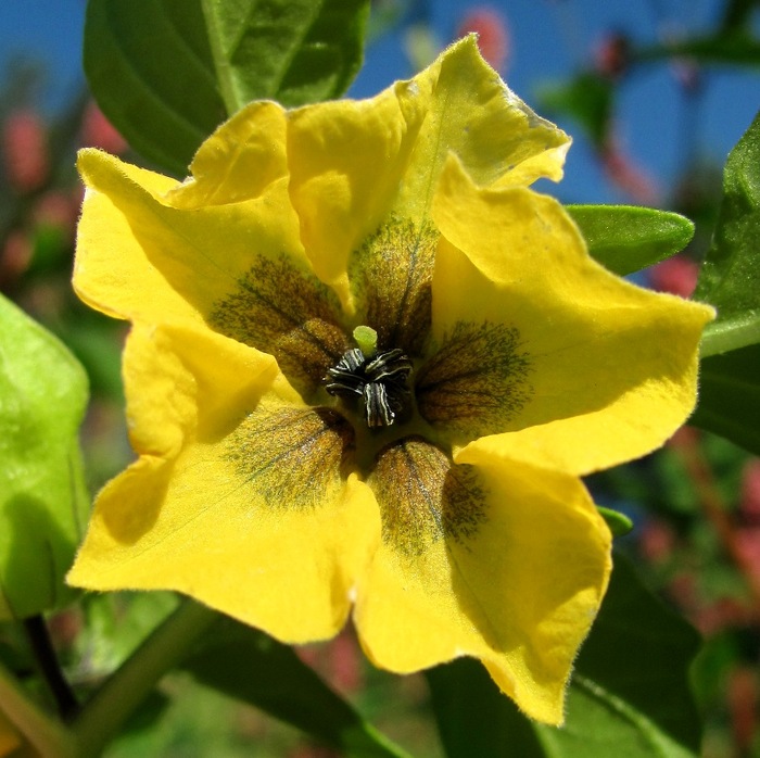   .  .    <!--noindex--><a href="https://pikabu.ru/story/ovoshchi_fizalis_13421362?u=http%3A%2F%2Fplantarium.ru&t=plantarium.ru&h=a99e55320aea562513d8f75971d3e7338d0dbe18" title="http://plantarium.ru" target="_blank" rel="nofollow noopener">plantarium.ru</a><!--/noindex-->.