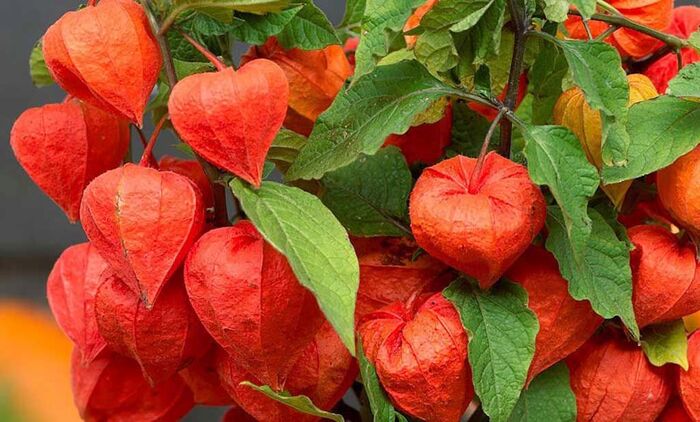    .    <!--noindex--><a href="https://pikabu.ru/story/ovoshchi_fizalis_13421362?u=http%3A%2F%2Fbloomingarden.ru&t=bloomingarden.ru&h=79ac35356b5144c365669d56cd39f331bb138424" title="http://bloomingarden.ru" target="_blank" rel="nofollow noopener">bloomingarden.ru</a><!--/noindex-->.