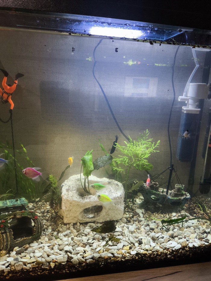 Запустил аквариум на 70 литров