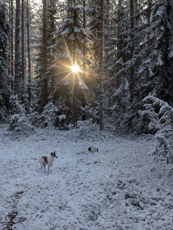 С первым снегом