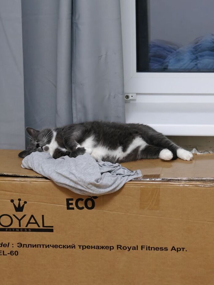 Лева и тренажёр (Привет их дома от Левы, который был найден в Тосно с поломанными зубами)