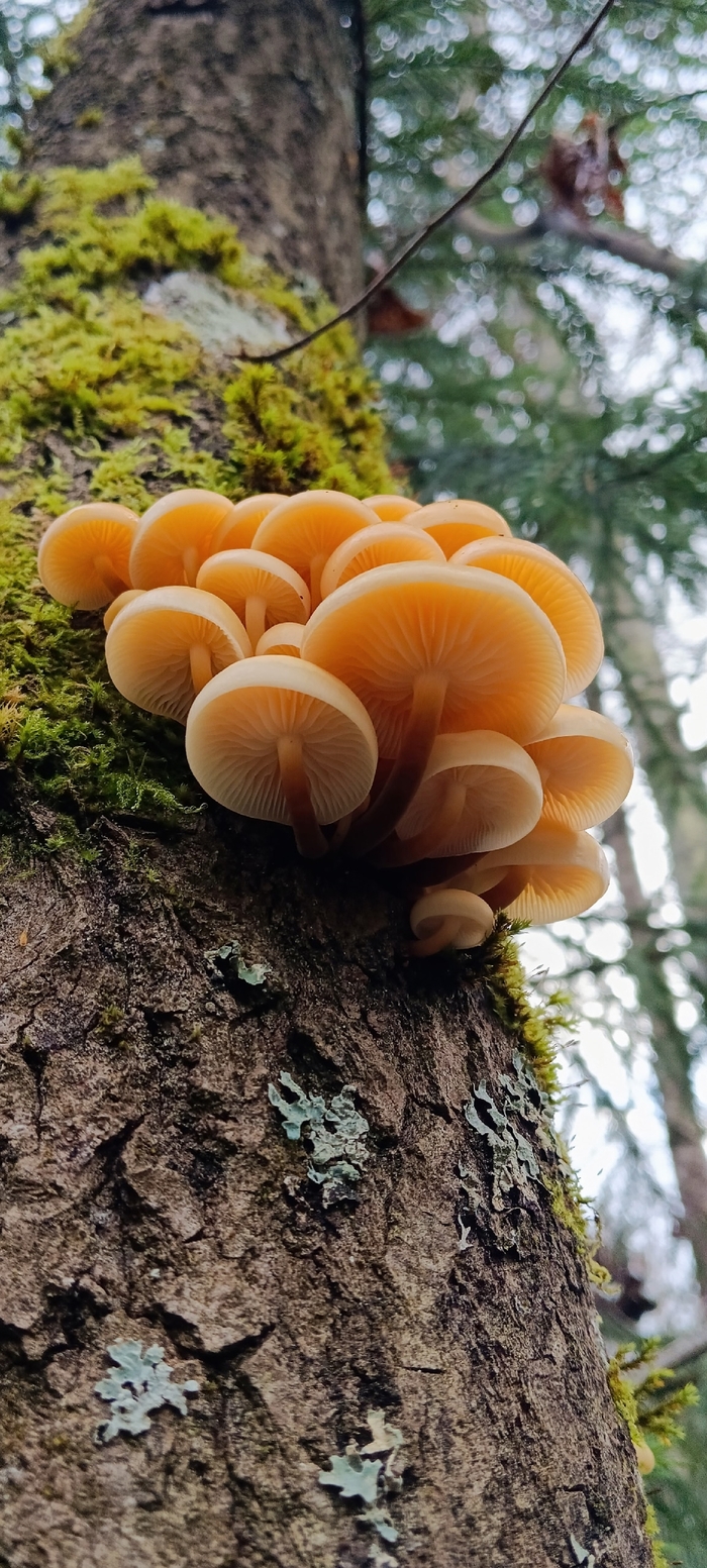 Многоэтажный грибной дом