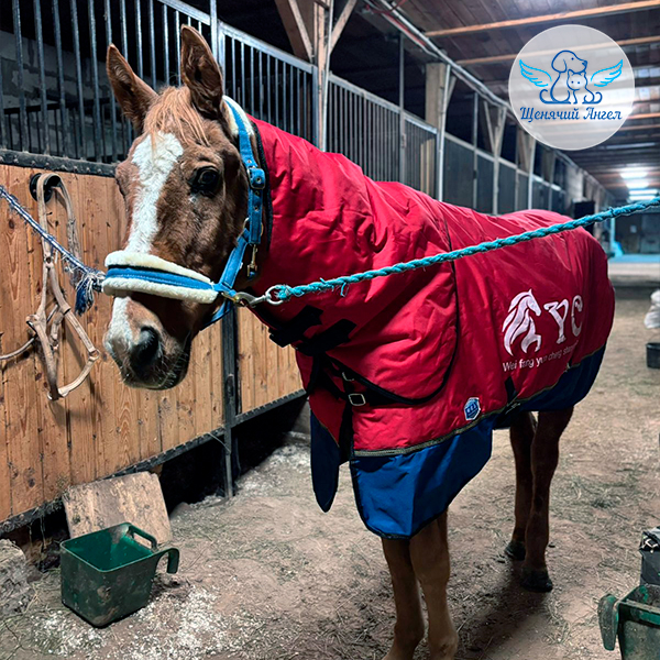 Так Юлий превратился в мифического «коня в пальто»