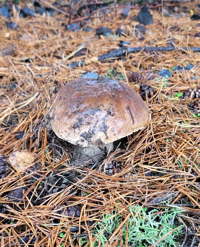 Белый побольше