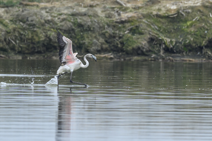 Розовый фламинго. Дагестан, Аджи-Папас