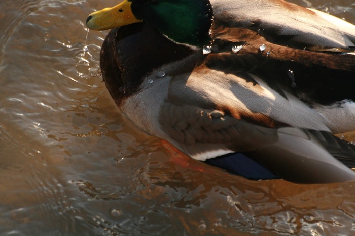 Утки в деталях