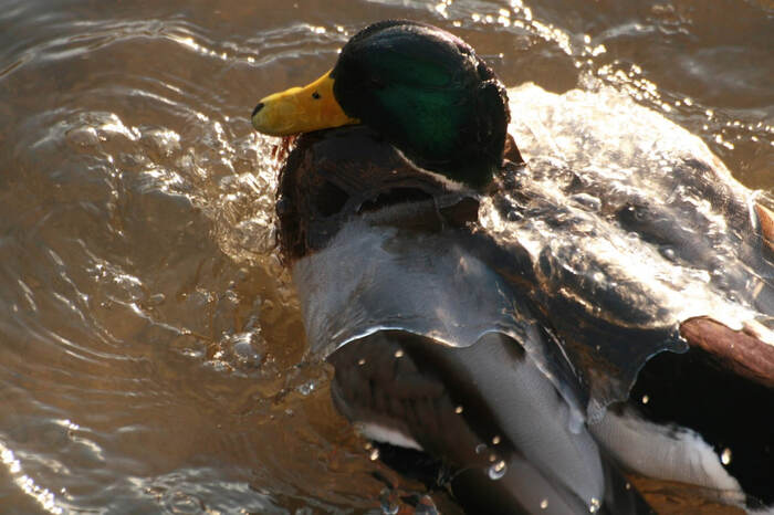 Утки в деталях