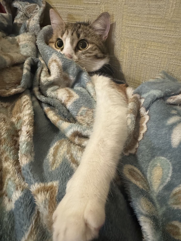 Дай мне лапу))