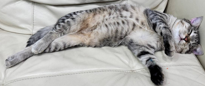 уши фиолетовые