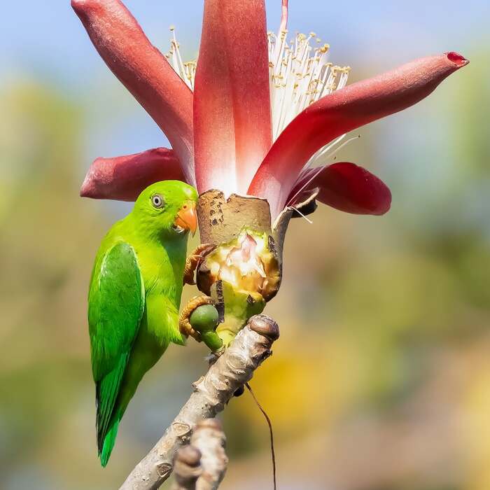 Весенний висячий попугайчик