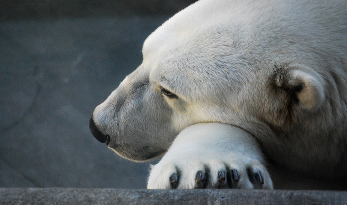 Загрустил белый мишка у клетки …