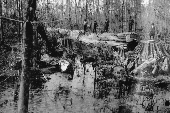Рубка кипариса в Луизиане (лагерь Cousin’s Camp, 1912–1918).