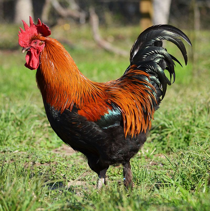 петух маран