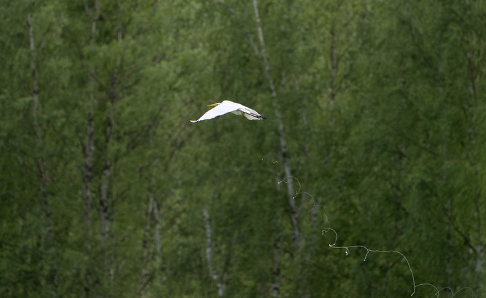 Большая белая цапля и ее залп