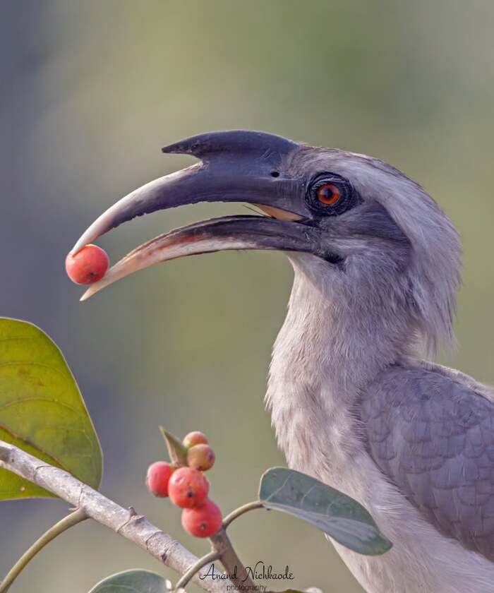 Индийский серый ток