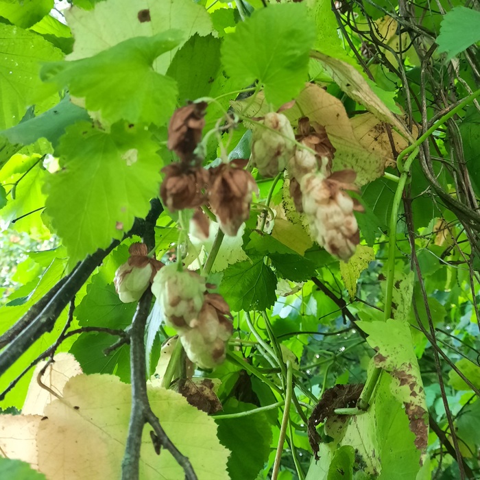 Вот он, растет.