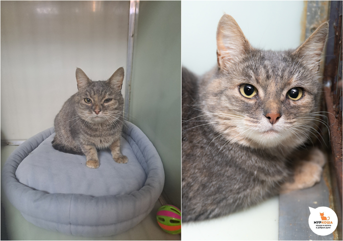 Кошка Калина, 1 год, найдена на улице.