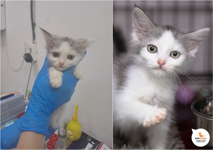 Котёнок-девочка Гравюра, 3 месяца, приехала с передержки.