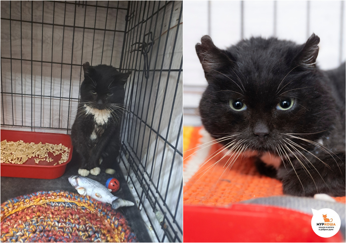 Кот Куземир, 5 лет, найден на улице.