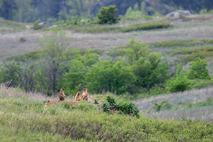 <!--noindex--><a href="https://pikabu.ru/story/voshli_v_chat_13419224?u=https%3A%2F%2Fru.wikipedia.org%2Fwiki%2F%25D0%2591%25D0%25B0%25D0%25B9%25D0%25B1%25D0%25B0%25D0%25BA&t=https%3A%2F%2Fru.wikipedia.org%2Fwiki%2F%D0%91%D0%B0%D0%B9%D0%B1%D0%B0%D0%BA&h=0f98e52474b8de60af1a585fc0218757e5f6e0c4" title="https://ru.wikipedia.org/wiki/%D0%91%D0%B0%D0%B9%D0%B1%D0%B0%D0%BA" target="_blank" rel="nofollow noopener">https://ru.wikipedia.org/wiki/</a><!--/noindex-->