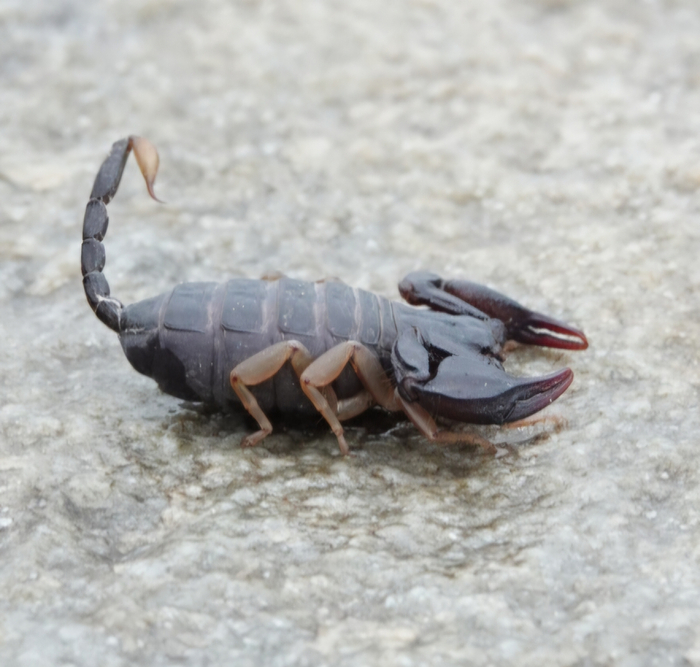 Отчего-то мне кажется, что вы никогда не видели беременного скорпиона.