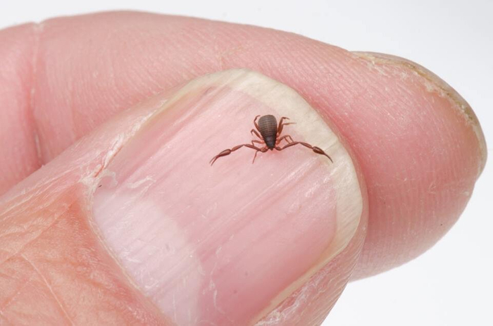 Специалист по работе с кутикулой.