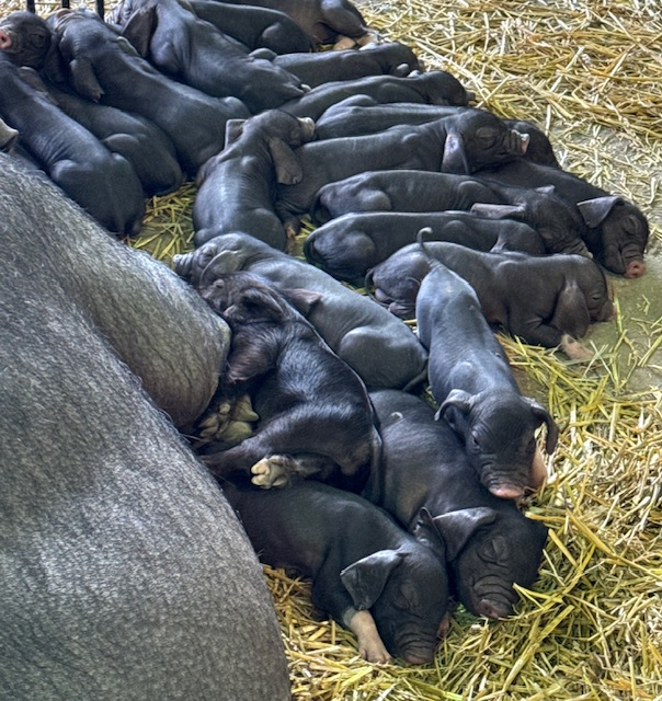 Если дети — это цветы жизни, то мейшаны каждые полгода высаживают ботанический сад!