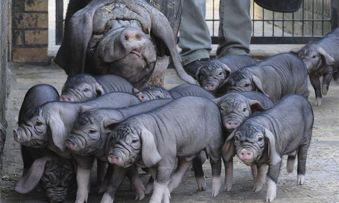 А еще мейшаны терпимы к другим обитателям скотного двора. Они неагрессивны и спокойны.