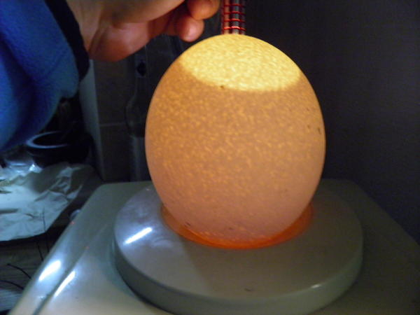 То, что просвечивается в яйце — та самая воздушная камера. В зависимости от вида птицы количество воздуха для птенца может быть разным. На фото гусиное яйцо.