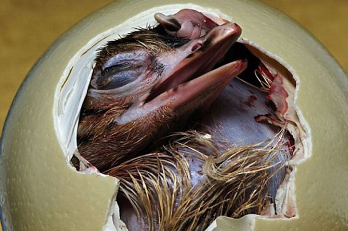 На страусиных яйцах, например, эти поры видны невооружённым глазом.