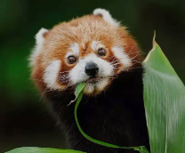 ������� �����