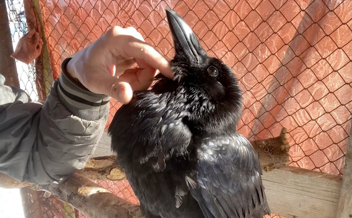Это ворон Гоша — один из самых знаменитых воронов в русскоязычном пространстве. Сложно представить, сколько сил и труда хозяин вложил в то, чтобы направить ум птицы в созидательное русло.