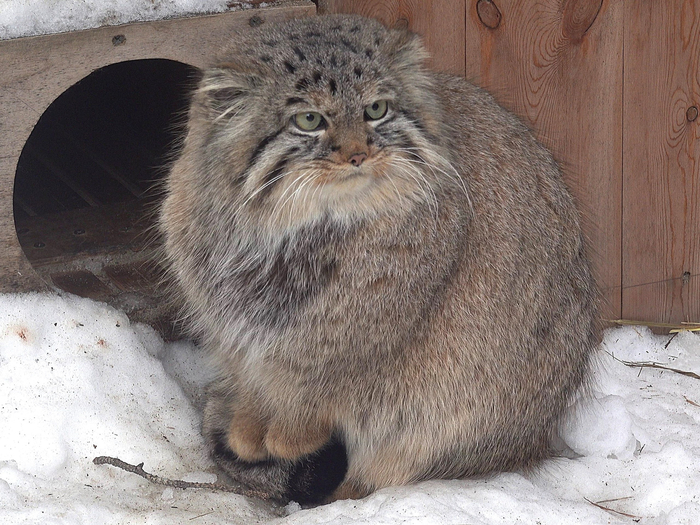 "Ангара" (L244) и лапки где надо