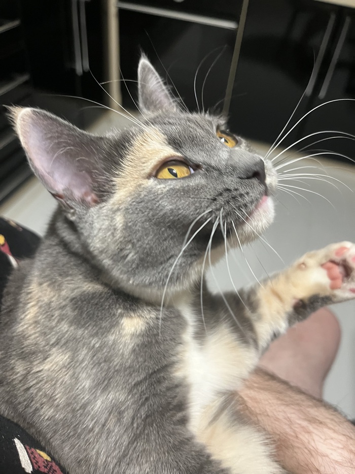 Кошка, нет тигр