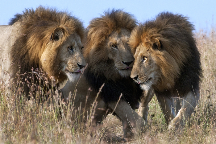 — Мы с тобой, брат! — Брат за брата, брат. — Я так рад, что вы со мной, братья...