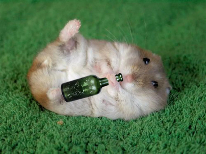 Хомяк-алкоголик — горе в семье. Как хорошо, что споить грызуна почти нереально!