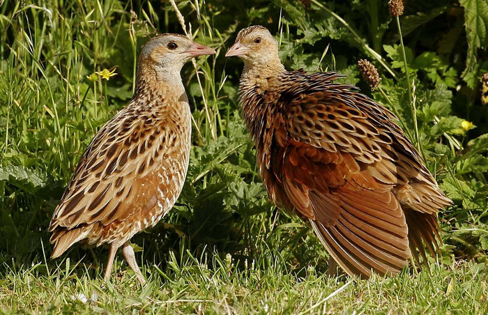 В дикой природе танцы с бубном у коростелей выглядят так.