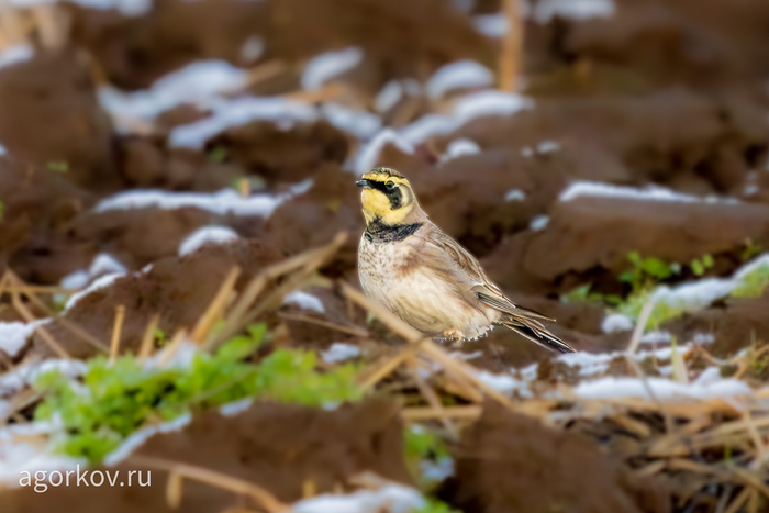 Eremophila alpestris