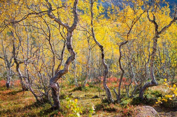 Роща из молодых каменных берез. Камчатка. Фото А. Юсупова с сайта <!--noindex--><a href="https://pikabu.ru/story/beryoza_yermana_ili_kamennaya_beryoza_13437276?u=http%3A%2F%2Ftenchat.ru&t=tenchat.ru&h=f4cdf2f06fa517c903cfe29176099b99aa8fbfdf" title="http://tenchat.ru" target="_blank" rel="nofollow noopener">tenchat.ru</a><!--/noindex-->