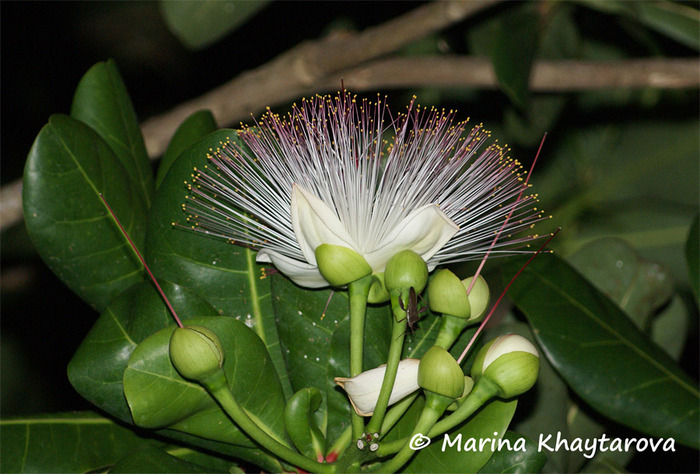 Цветок баррингтонии. Фото М. Хайтаровой.