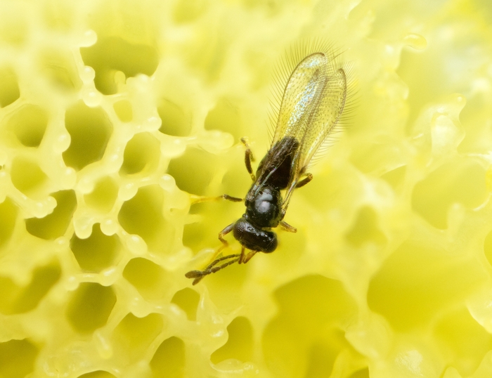  (  1-2 ) . ,         -      ,     .